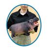 Yamani Hippo Plush Toy, Hippo, Approx. H190 X W140 X D380mm, 12460
