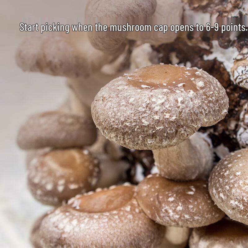 Premium Shiitake Mushrooms