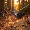 No Pull Dog Harness Front Adjustable Pet Vest Breathable Soft Padded Material Heavy Duty D Ring Sturdy Great Dog Accessories