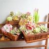 1 Pc Flower Head Artificial Mini Succulent Plants Yellow Color Lotus Plant Home Garden Decorations For Art Decor