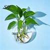 Decorative Wall Planter Hanging Glass Clear Flower Vase for Hydroponics Plants Greenery Home Decor Mount Terrarium Propagation Station Bathroom Office