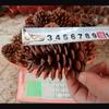 Dried Pine Cone Flower Ornaments - Handmade Christmas Decorations from Yunnan