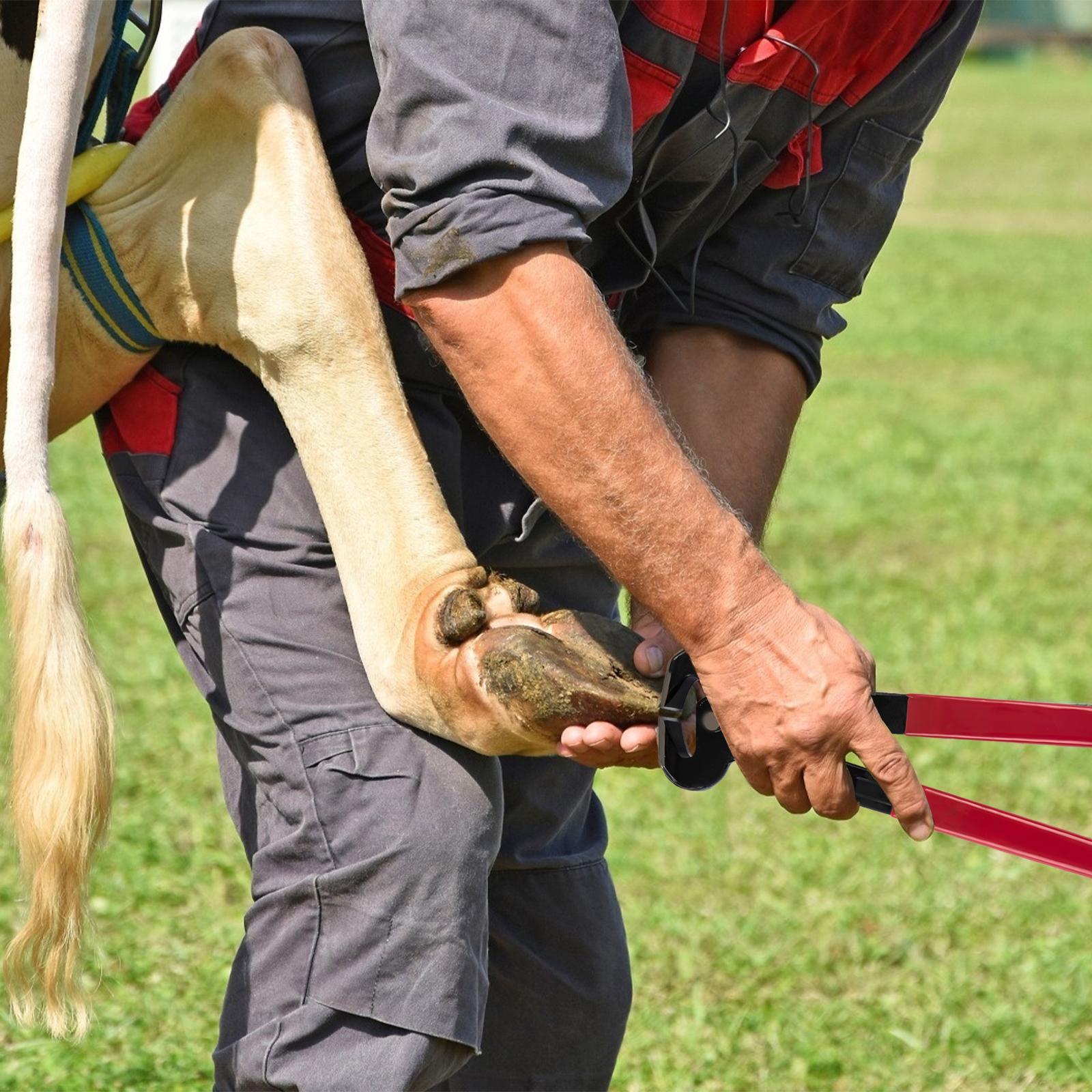 Kit D'Outils Pour Sabots Chevaux 8 PièCes,Outils De Cisailles