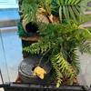 Realistic Resin Reptile Hideout Cave Sturdy Shelter Terrarium Decor for Lizard and Corn Snake Habitats