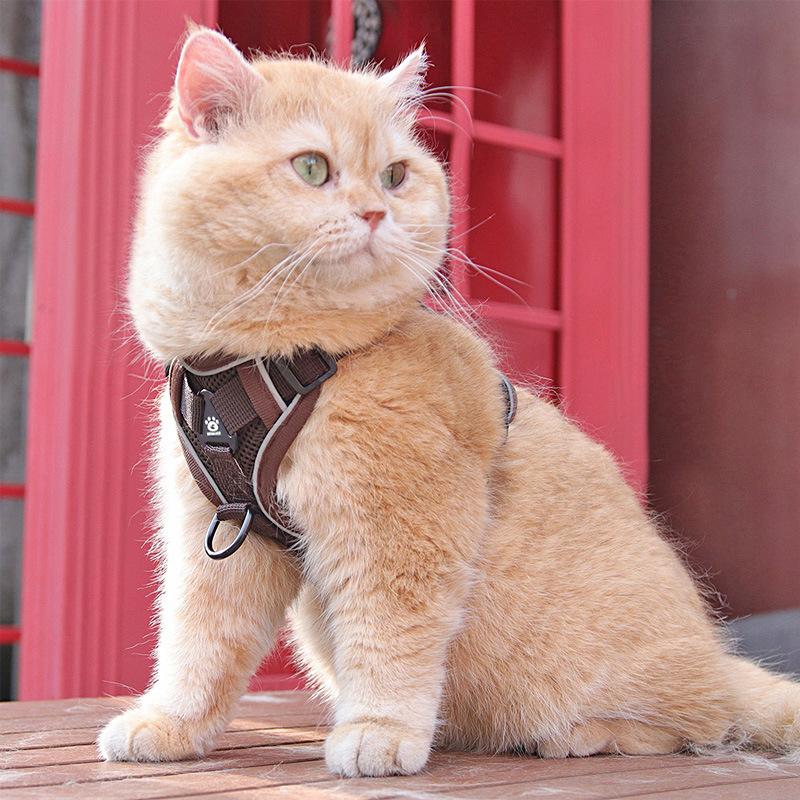Cat Leash, Anti-escape Special Cat Leash for Going Out, Pet Carrier, Adjustable Chain, Cat Walking Wonder