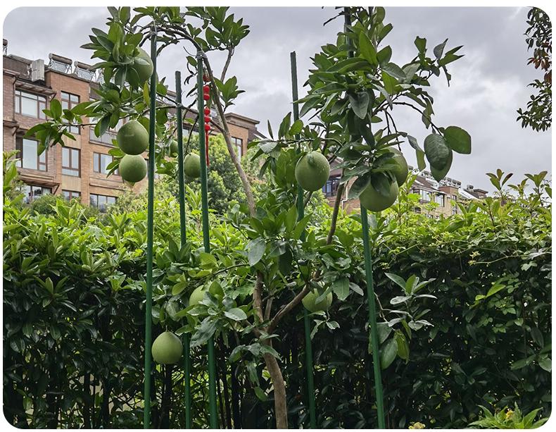 Vegetable Garden Climbing Support: Bean, Cucumber, and Runner Bean Trellis Frame