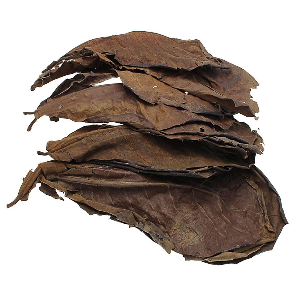 

10pcs Terminalia Catappa Leaves Betta Shrimp Leaves PH Balance Water Conditioner For Aquarium Turtles Shrimps Catfish Habitat
