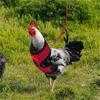  Chicken Rope With Leash And Matching Belt,Comfortable Hen Pet Vest