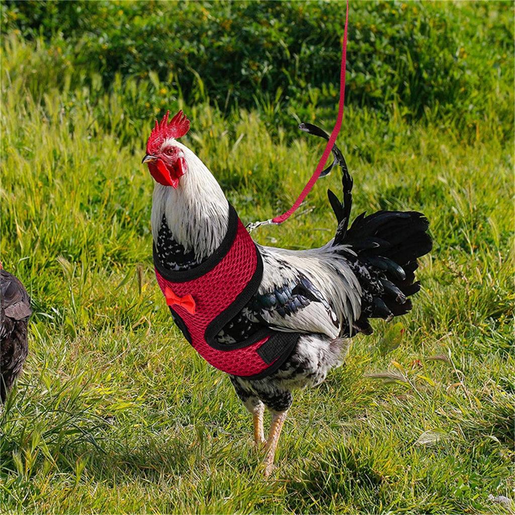 Chicken Rope With Leash And Matching Belt,Comfortable Hen Pet Vest