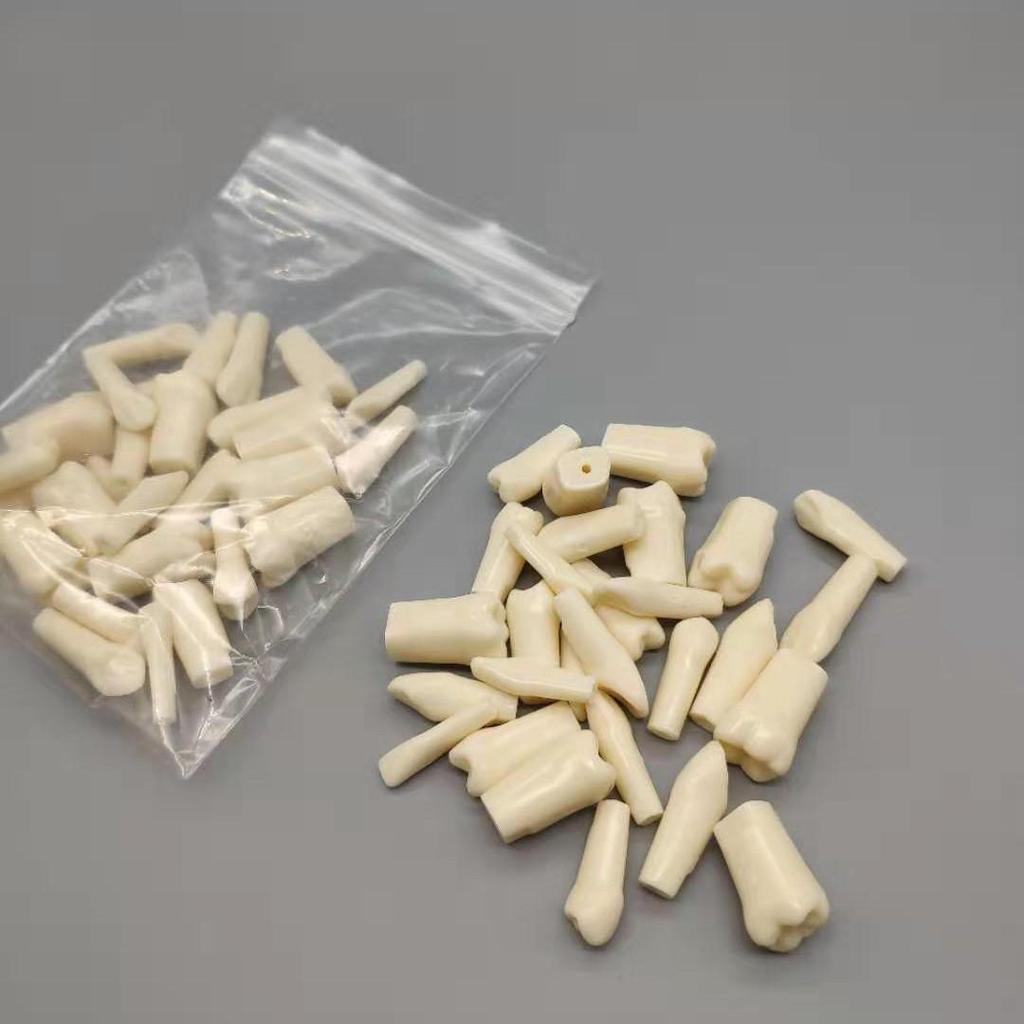 28-Teeth Full Mouth Student Practice Set for Exams - Extracted Root Canal Model with Free Shipping
