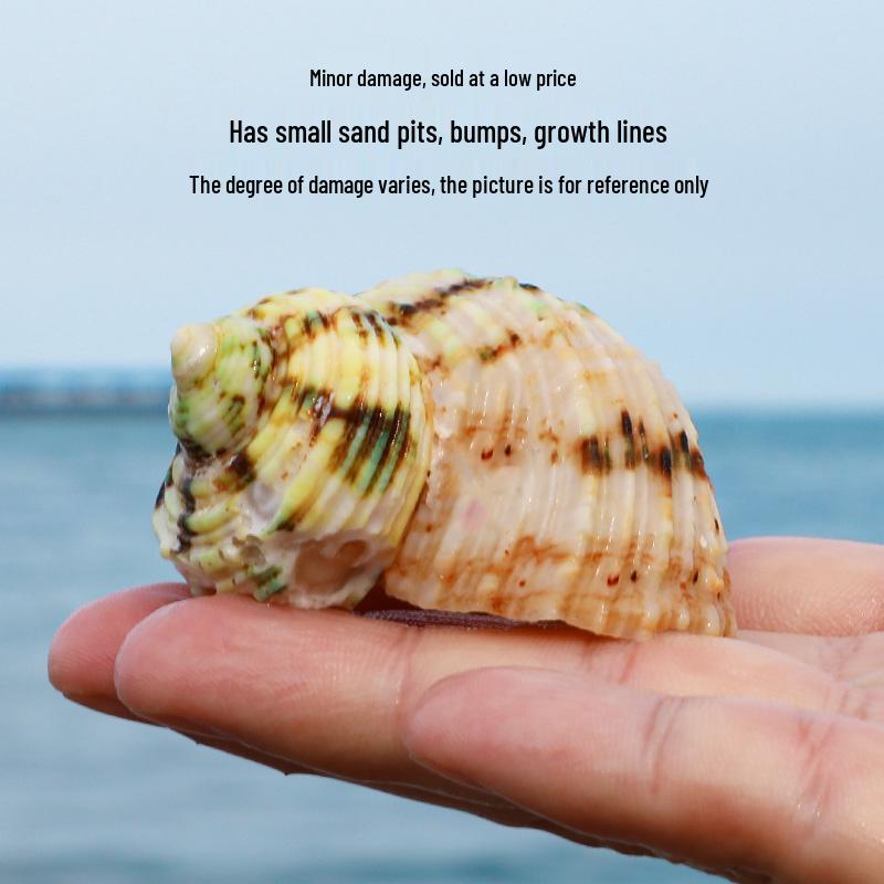 Серебряный Турбо-улитка Зеленая Ракушка: Натуральная ракушка-спираль для декора аквариума и оформления аквариумного ландшафта