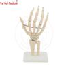 Anatomical Human Hand Joint Model