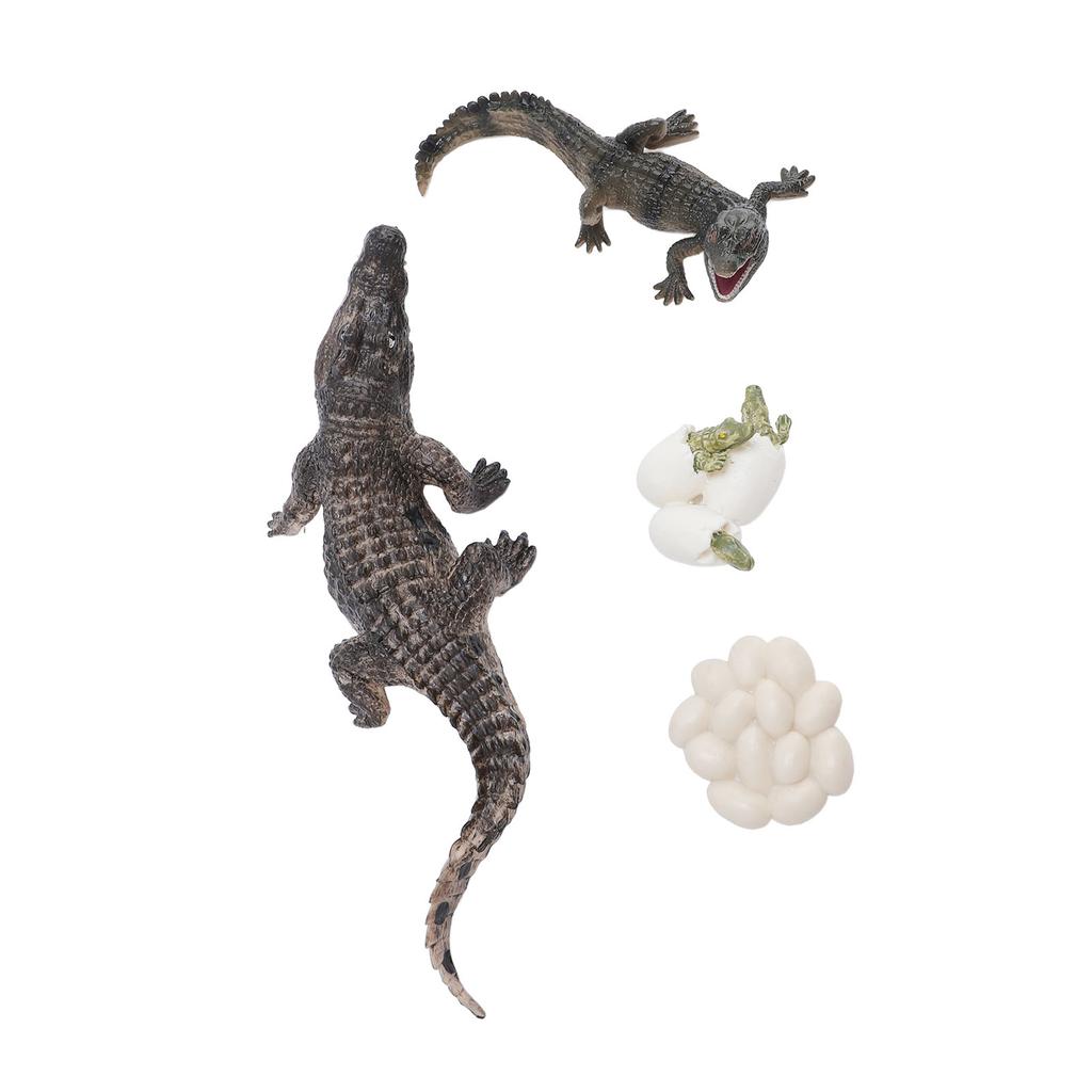 Animal Growth Life Cycle Model Set Early Education PVC Cognition Reptile Animal Figures for Children