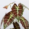 Artificial green plant potted plant Nordic living room decoration fake green plant autumn taro leaves artificial potted plant