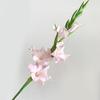Künstliche Gladiolenblumen 22" Real Touch Blume mit langem Stiel 4 volle Blüten und 1 Knospe Gefälschte Orchidee für Vase