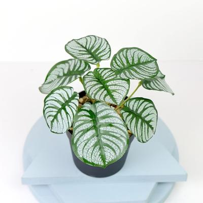 Artificial Potted Plant Realistic Non-withering No Watering Reusable Small Home Decoration Fake Potted Green Plant Living Room Supplies