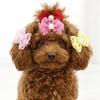 20Pcs Non-elastic Dog Hair Flower Bow Shape Pet Lace Headwear Pet Bow Hair Band  Daily Decoration
