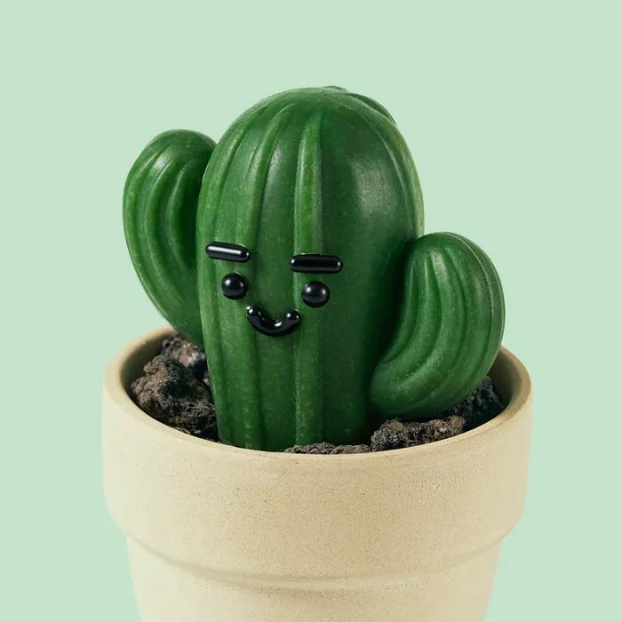 Donggubat Cactus All-in-One Perfume Bar Set Mildly Acidic Soap Housewarming Gift Cactus Object