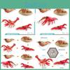 Durable Crawfish Growth Cycle Model Stunning Pvc Design Perfect For Educational Use