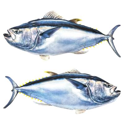 Super Realistic Bluefin Tuna Big Plush Toy, Approx. 125cm, King of the Sea, Cushion