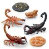 Simulated Insect Growth Cycle Model Toy 4-Piece Set Scorpion Growth Transformation Process Animal Static Ornament