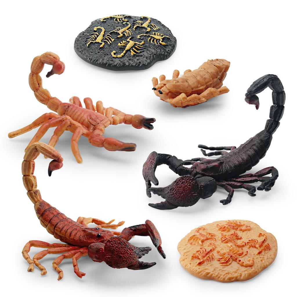 Simulated Insect Growth Cycle Model Toy 4-Piece Set Scorpion Growth Transformation Process Animal Static Ornament