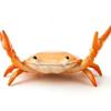 Easy To Hold Useful Weightlifting Crab Pen Holder Bright Color Crab Pen Holder Simulation for Students