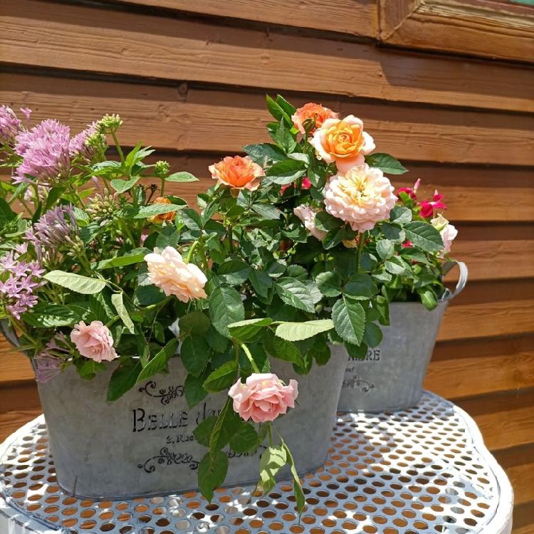 Blumentopf Pflanzgefäß Eimer Metallkübel Blumentöpfe Hochbeete Bauernhaus Pflanzkübel Gartenpflanzer