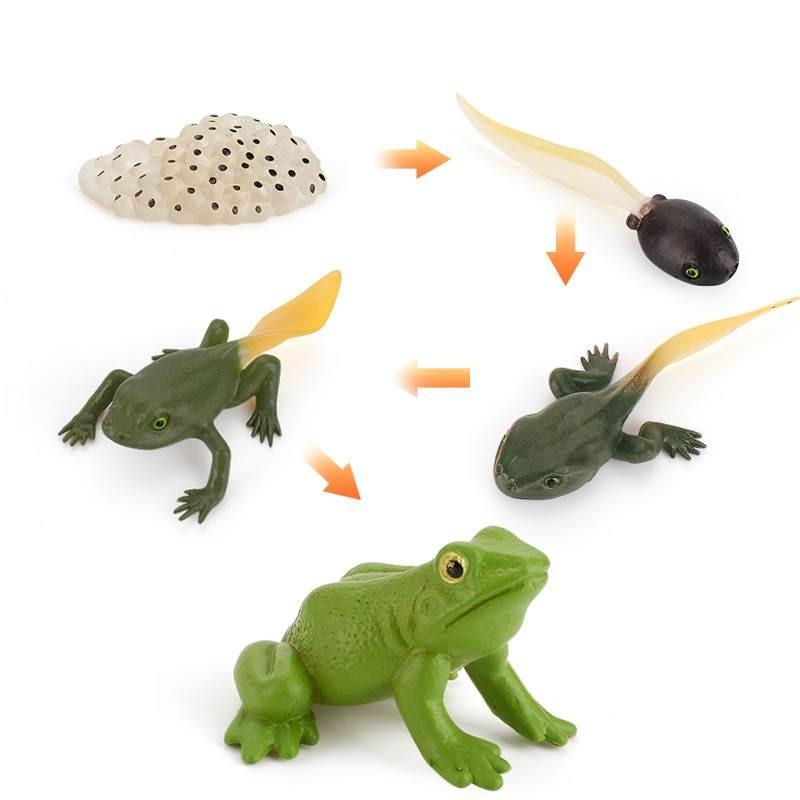 Animal Model Set Pvc Collectible Insect Bird Reptile Amphibian For Education And Display