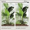 8PCS Reusable Plant Stem Folding Frame Garden Tools No Stake Trellis Plant Stem Support Support Branches Stem Organizer
