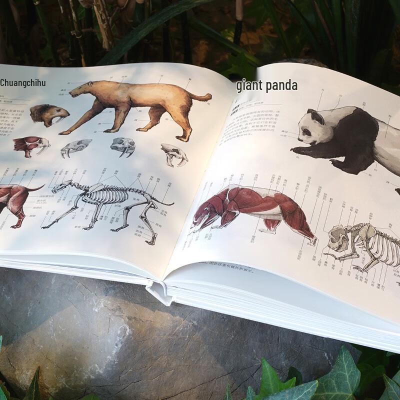 Illustrated Guide To Animal Anatomy