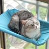 Aerial Pet Bed Hammock for Cats - Hanging Window Seat Climbing Frame Kitten Nest with 20kg Capacity Sunny Nesting Area Cat