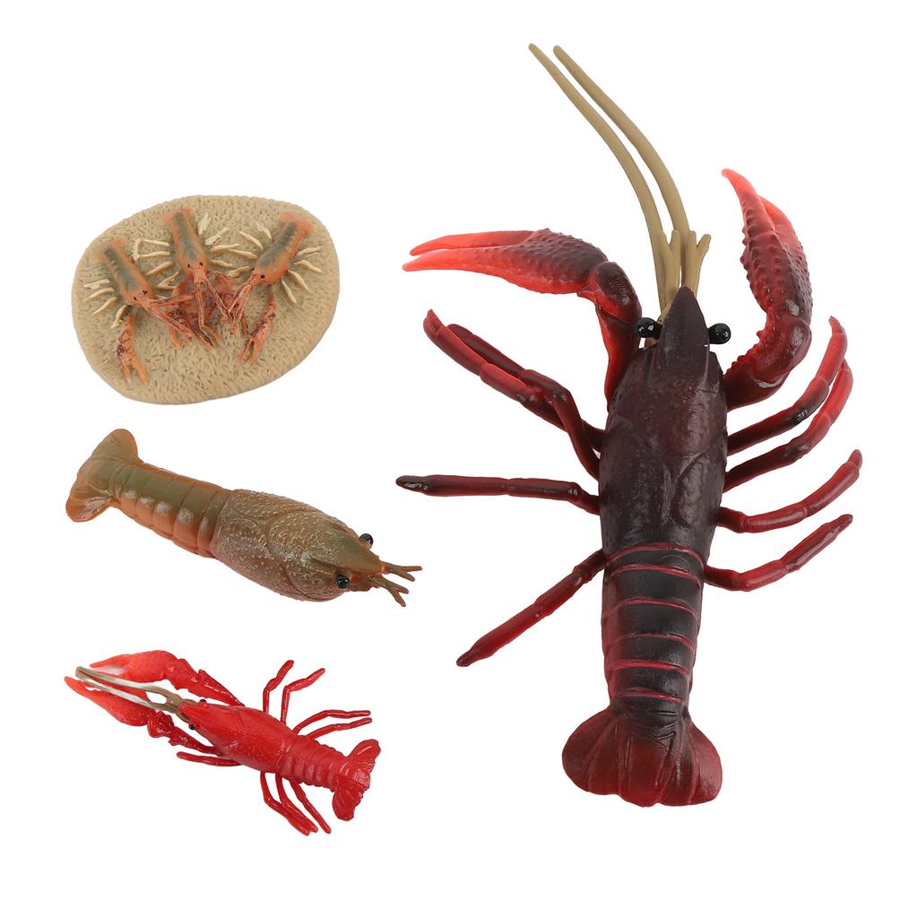 4 Pcs Lobster Life Cycle Model Set Realistic Learning Toys Growth Stage Lifelike Lobster for Home Of