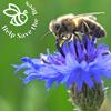 Help Save the Bees Seeds Set / 20 Set Nectar-rich Plants / Bee-friendly Set / Flowers / Pollen / 100g