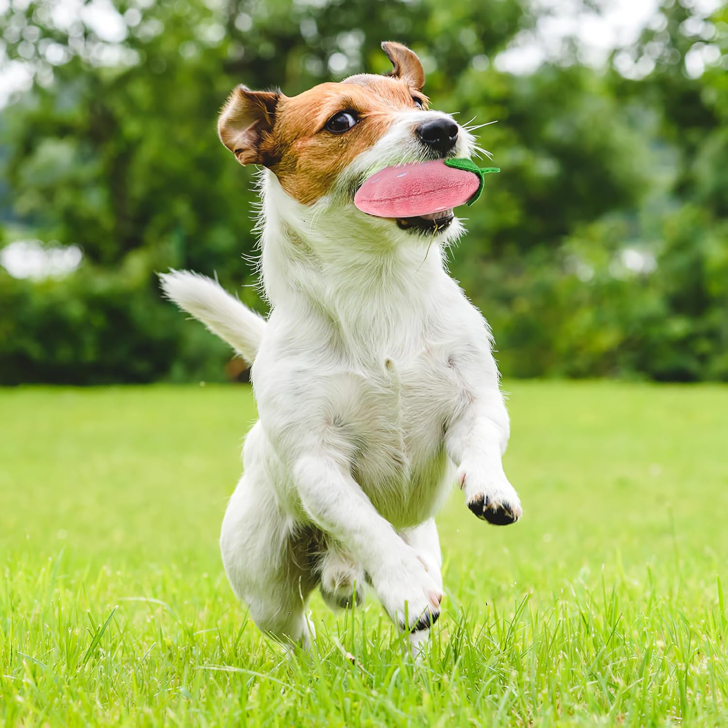 

POPETPOP Squeaky Strawberry Dog Toy:2 Teething Toy for Puppies, Cute Dog Toy, Squeaky Plush Dog Toy, Dog Sound Toy, Interactive Dog Toy, Dog Chew Toy