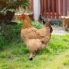 2Pcs Garden Stakes Acrylic Rooster Sculpture Hand-Painted Garden Figures Hen Garden Stakes Decorative Chicken Sculpture for Outdoor Lawn