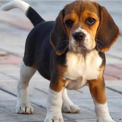 beagle gift items
