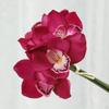 Artificial Cymbidium Orchid Moisturizing Realistic Decor Long Stem for Home Wedding Her Wife