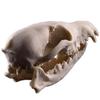 Resin Fox Skull Model for Science Education & Halloween Props