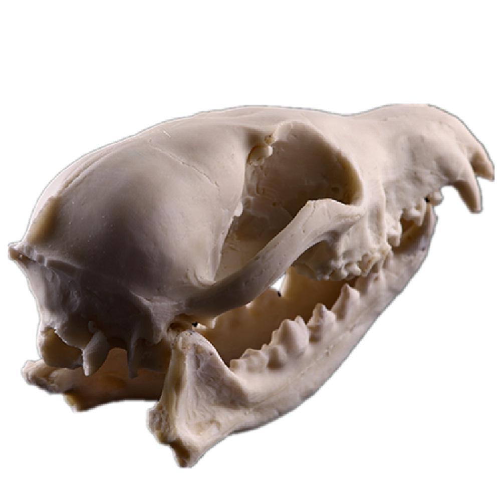 Resin Fox Skull Model for Science Education & Halloween Props