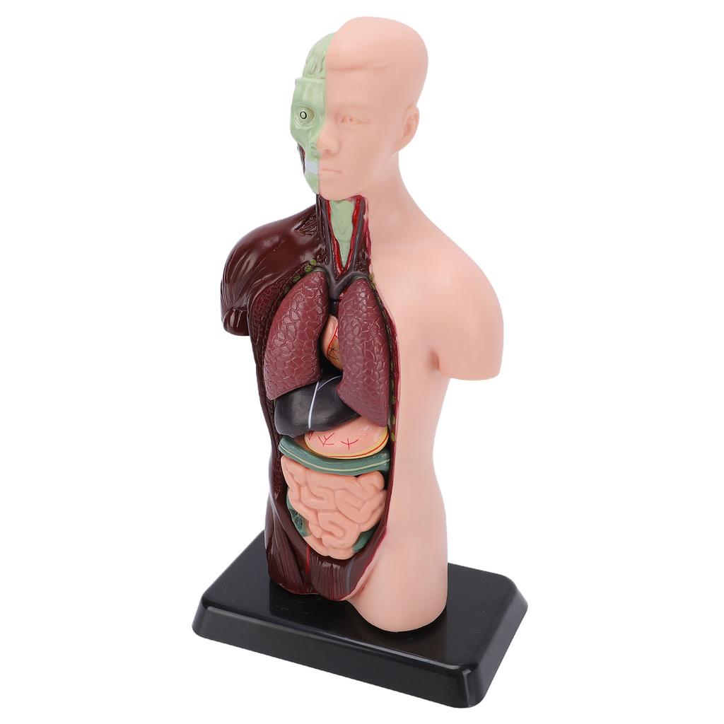 Human Body Anatomy Model 7 Removable Parts 10.24 Inch Human Torso Anatomical Model for School Medical Education Display