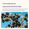 Tong Ren Tang Premium Black Goji Berries
