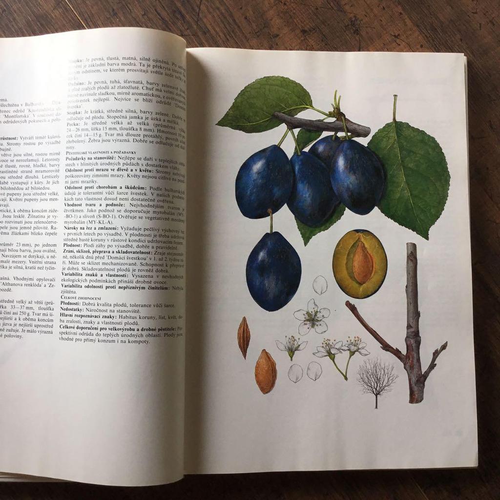 [USED] Foreign books, Czech botanical encyclopedias, vintage books, botanical art