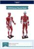 85cm Full-Body Human Muscle Morphology Model for Biomedical Teaching