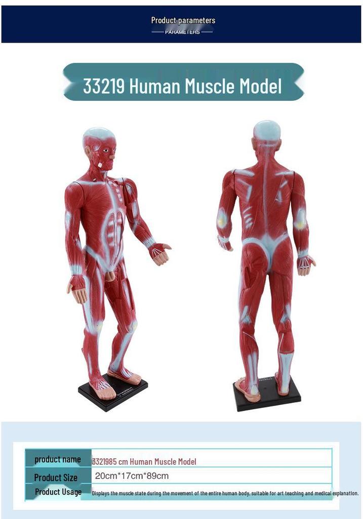 85cm Full-Body Human Muscle Morphology Model for Biomedical Teaching