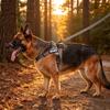 No Pull Dog Harness Front Adjustable Pet Vest Breathable Soft Padded Material Heavy Duty D Ring Sturdy Great Dog Accessories