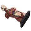 Human Body Model Detachable Simulation Unisex Human Torso Model for Teaching Study Students