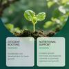 Strengthen Root Drops  Plant Rooting Hormone for Cuttings, Propagation Drops for Indoor Houseplants, Stimulates Fast Root Growth, 100ml
