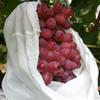 Drawstring Laundry Bag, Non-woven Fruit Bag, Grape Bag, Bird, Insect, and Waterproof Special Fruit Bag, Seedling thickened Bag
