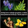 Конструктор LEGO Botanicals 11505 Лесные грибы